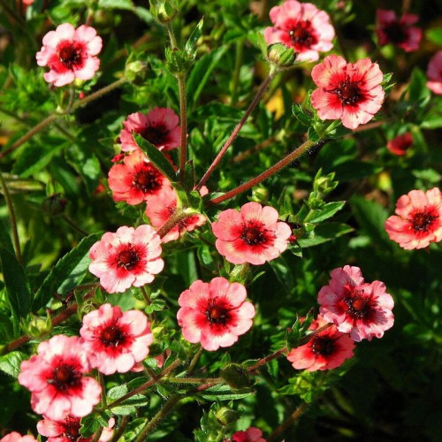 Лапчатка непальская