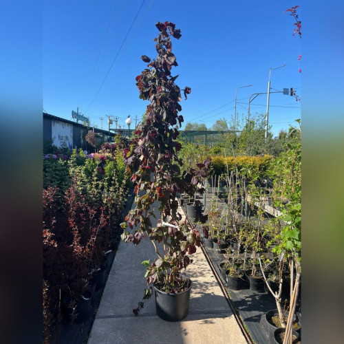 Лещина «Ред Меджик»