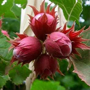 Лещина «Сирена»