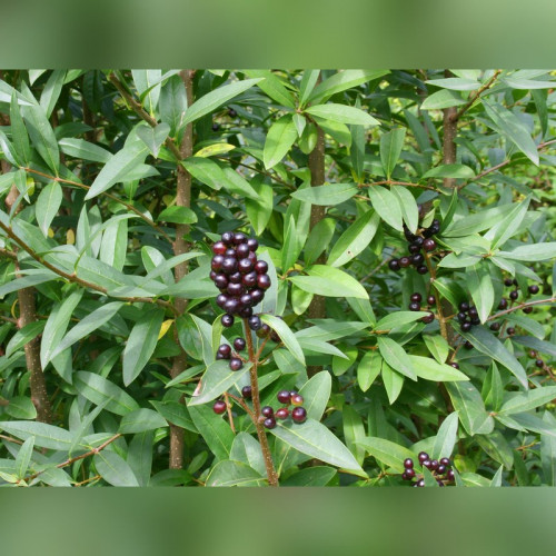 Лигуструм (бирючина)