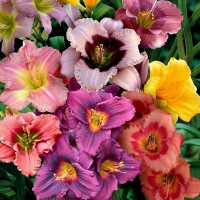 Лилейник в ассортименте