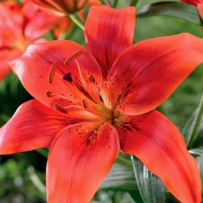 Лилия «Калабрия»