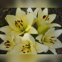 Лилия «Келсо»