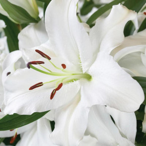 Лилия «Сантандер»