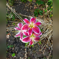 Лилия «Старфайтер»