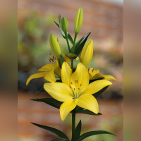 Лилия «Тампа»