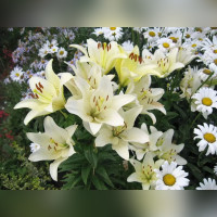 Лилия «Эрколано»