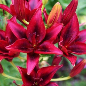 Лилия Блэк Аут (Black Out)