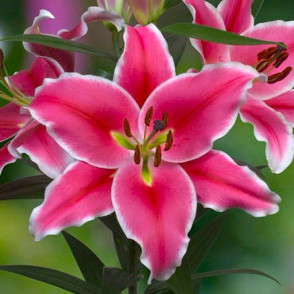 Лилия Бранкузи (Brancusi)