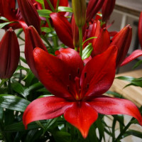 Лилия Корлеоне (Corleone)