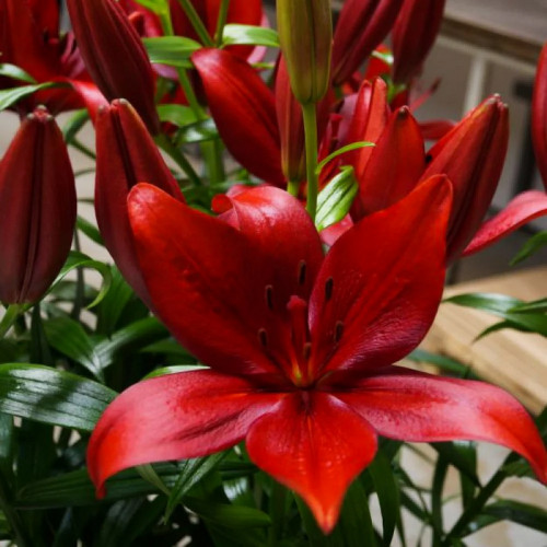 Лилия Корлеоне (Corleone)