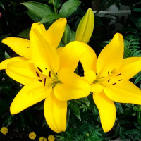 Лилия Павия (Pavia)