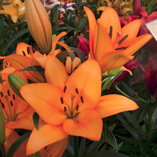 Лилия Цезарь Палас (Caesars Palace)