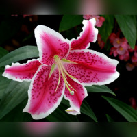 Лилия восточная Старгейзер (Stargazer)