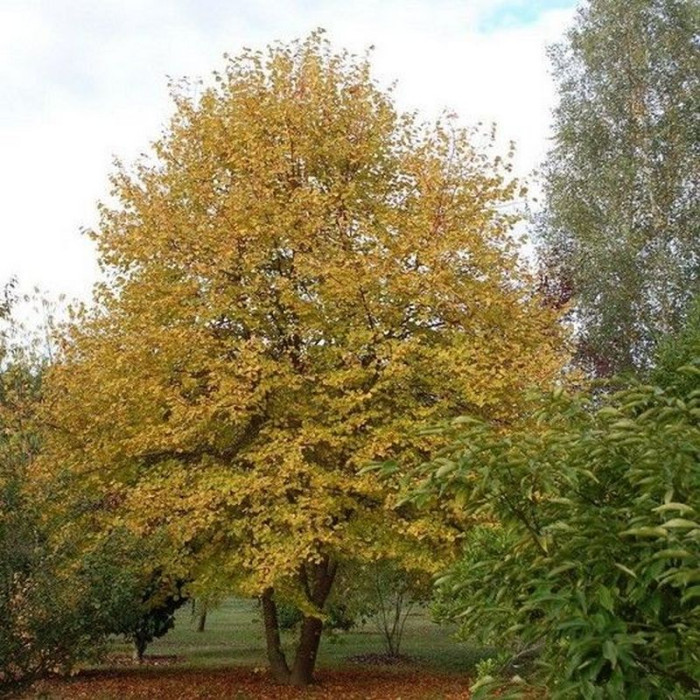 Липа «Винтер Оранж» (Winter Orange)