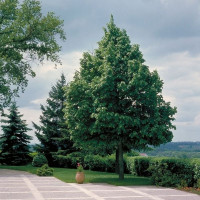 Липа «Гринспаер»