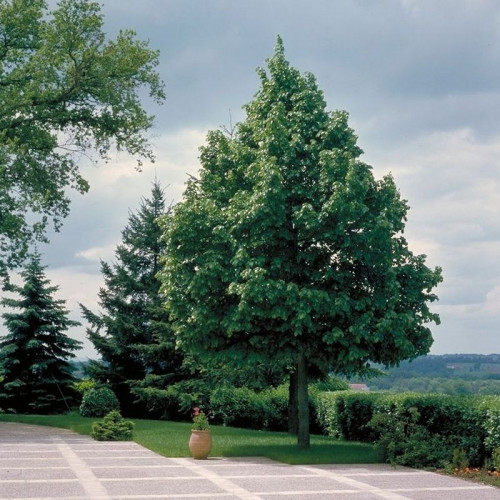 Липа «Гринспаер»