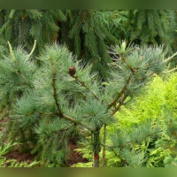 Лиственница Блю Рэббит