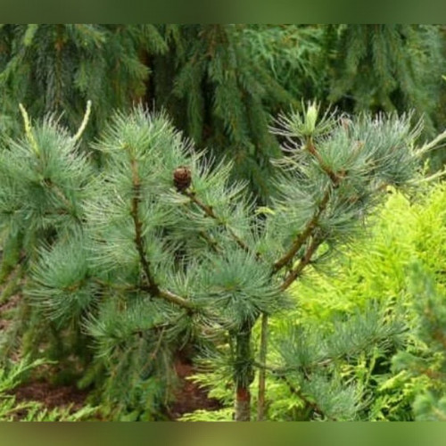 Лиственница Блю Рэббит