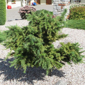 Лиственница «Литтл Богл» (Little Bogle)