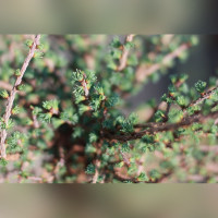 Лиственница «Ньюпорт» (Newport Beauty)