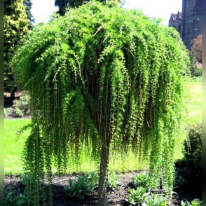 Лиственница «Пендула»