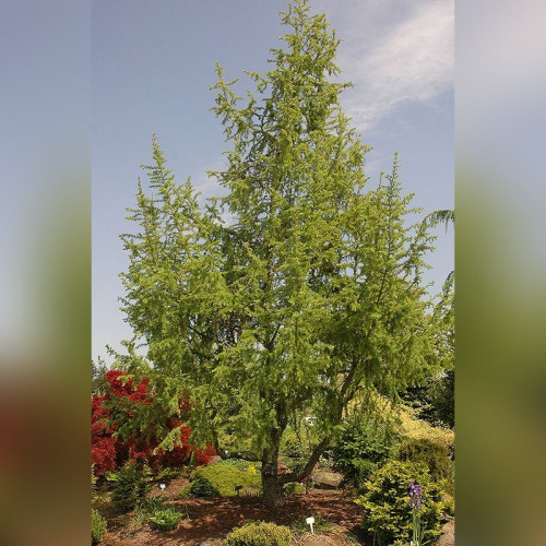 Лиственница «Якобсен Пирамид»