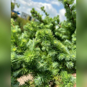 Лиственница Грей Пёрл на штамбе