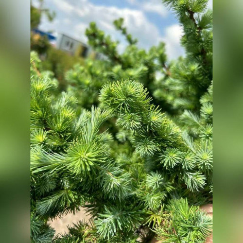 Лиственница Грей Пёрл на штамбе