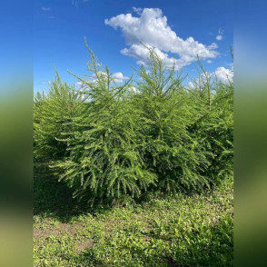 Лиственница Европейская (Larix decidua)