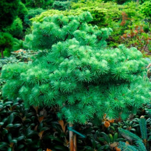 Лиственница Кемпфера Блю Болл на штамбе