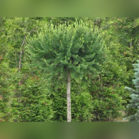Лиственница европейская Корник (Kornik)