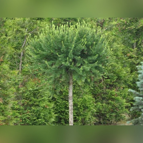 Лиственница европейская Корник (Kornik)