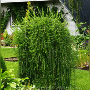 Лиственница европейская Пендула на штамбе