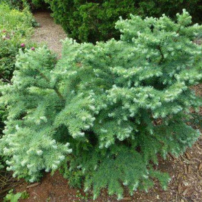 Лиственница кемпфера Блю Дварф (Larix Blue Dwarf)