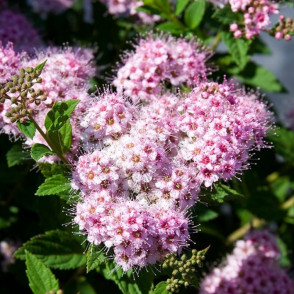 Спирея «Литл Принцесс»