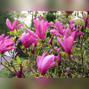 Магнолия «Сьюзан»
