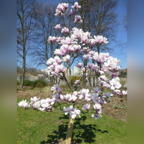 Магнолия Атлас