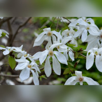 Магнолия Вадас Мемори