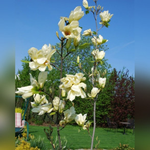 Магнолия Еллоу Лантерн