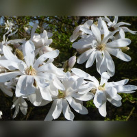 Магнолия Звездчатая Стеллата