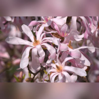 Магнолия Лебнера Леонард Мессел