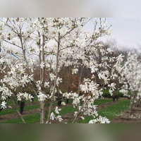 Магнолия Лебнера Меррил