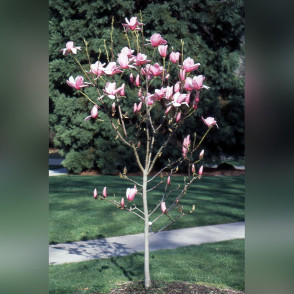 Магнолия Стар Варс