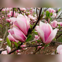 Магнолия Суланжа Амабилис