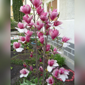 Магнолия Суланжа Рустика Рубра