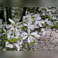 Магнолия лебнера Сноудрифт (Snowdrift)