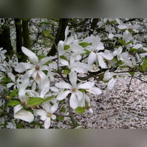 Магнолия лебнера Сноудрифт (Snowdrift)