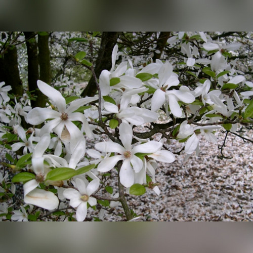 Магнолия лебнера Сноудрифт (Snowdrift)