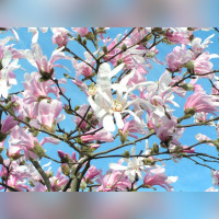 Магнолия стеллата Розеа